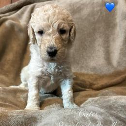 Lark (Navy Collar Girl) - Cream female Poodle puppy in Breckenridge, Texas from Cates Standard Poodles