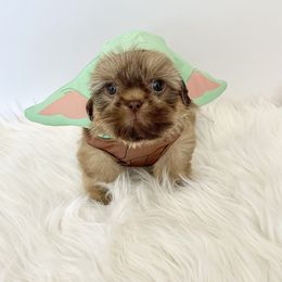 Shih Tzu Puppies from Arizona Sunrise Shih Tzus