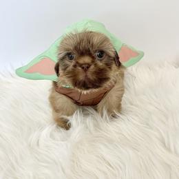 Shih Tzu Puppies from Arizona Sunrise Shih Tzus