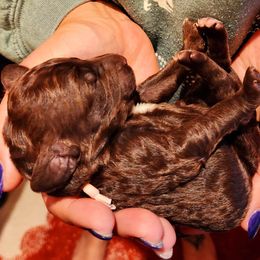 Goldendoodle Puppies from Lucky's Doodlez