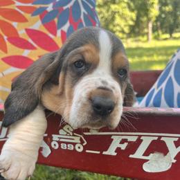 Belt-Black Collared Boy - Black brown and white male Basset Hound puppy in Flemington, Missouri from Porch Sittin' Hounds
