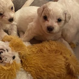 Bichon Frise Puppies from Southern Sands Bichons