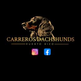 Dachshunds from Carrero’s Dachshunds