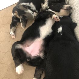 Australian Shepherd Puppies from Powell’s Australian Shepherds