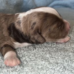 Aussiedoodles from CA Mini Doods