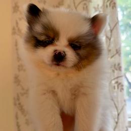 Hux - Blue merle male Pomeranian puppy in New Plymouth, Idaho from Pawdawan Poms