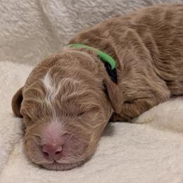 Green - Apricot male Goldendoodle puppy in Midland, North Carolina from Alger Farm, LLC