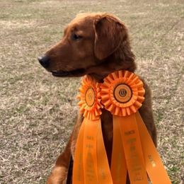 Remi - Golden Retriever