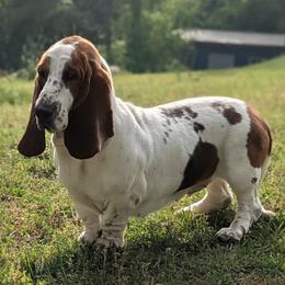 June - Basset Hound