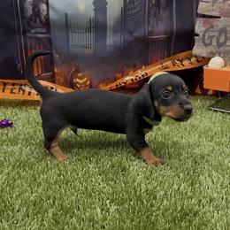 Black and Tan Wirehair - Black and tan male Dachshund puppy in Killeen, Texas from Southern Dachshunds