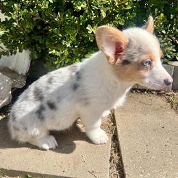 American Corgi Puppies from Elmiphyr Corgis