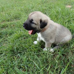 Kangal Puppies from DASA Ridge Kangals