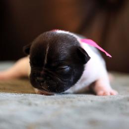 Pink Collar - White and brindle female French Bulldog puppy in Wichita, Kansas from Phantasticus French Bulldogs