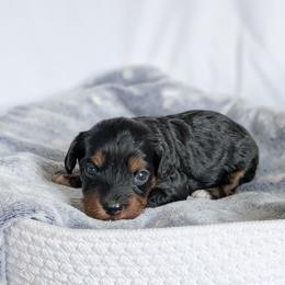 Summer - Black and tan female Cavapoo puppy in Casa, Arkansas from Blue Diamond Puppies