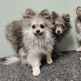 Pomeranian Puppies from RC Pets