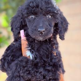 Solene - Brindle female Poodle puppy in Corona, California from Garden Of Poodles