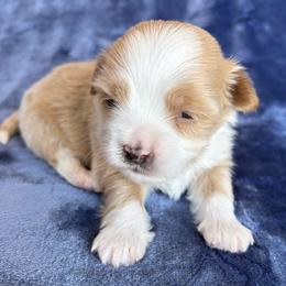 Havanese puppies from LUCKY HAVANESE