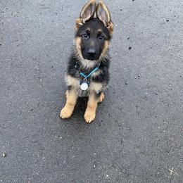 German Shepherd Puppies from S&S German Shepherds