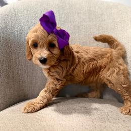 Anna purple - Red  female Goldendoodle puppy in Shingle Springs, California from Creamy Retrievers