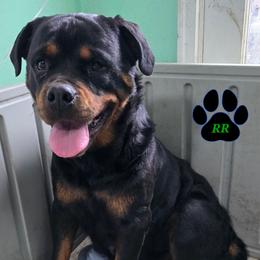 KoaKoa 💜 - Rottweiler