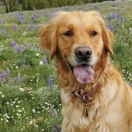 Vertie - Golden Retriever