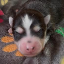 Chachi - Black and white male Pomsky puppy in Spring Hill, Florida from PDQ Pomskies