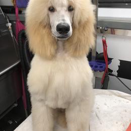 Poodle Puppies from RomLein Poodle