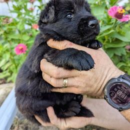 Monica (Purple Collar) - Black female German Shepherd puppy in Mason, Michigan from Sweet Breeze Acres