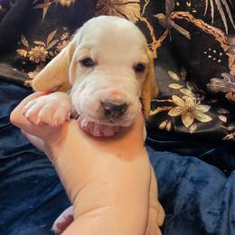 Zevra - Lemon and white female Basset Hound puppy in Bellaire, Ohio from Blessed Bassets