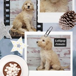 Lollipop - Red  female Goldendoodle puppy in Grabill, Indiana from Rose's Doodles