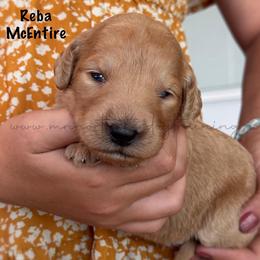 Reba McEntire - Cream female Goldendoodle puppy in Lancaster, Minnesota from North Star Dog Training