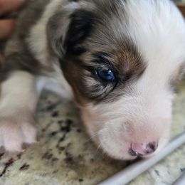 Banana - Blue merle female Miniature Australian Shepherd puppy in Lithia, Florida from Waterford Doodle Farm