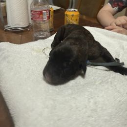 Blue - Brindle male Mastiff puppy in Layton, Utah from 2A Mastifs