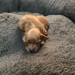 Girl1 - Apricot female Havapoo puppy in Hudson, Indiana from A&G Maltipoos