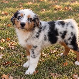 Ranier - Blue merle male Miniature Australian Shepherd puppy in Macomb, Missouri from Show Me MO Aussies