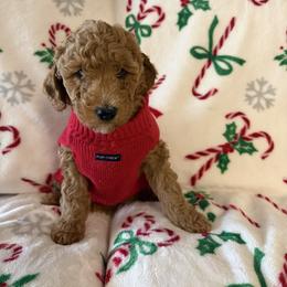 Bernedoodle, Goldendoodle, and Poodle Puppies from Gentle Paw Goldendoodles