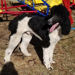 Poodles from Tinker’s Poodles