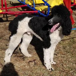 Poodles from Tinker’s Poodles