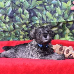 Miniature Schnauzer Puppies from Imperial Schnauzers