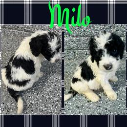Milo (Green3) - Parti male Goldendoodle puppy in Ankeny, Iowa from Iowadoodles2love