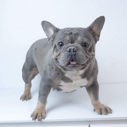 French Bulldogs from Premium Quality Frenchies
