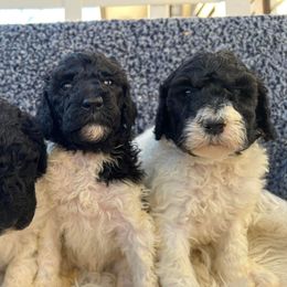 Goldendoodle and Poodle Puppies from Elizabeth Rocha's Doodles