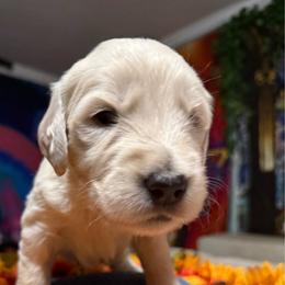 Neptune (blue) - Cream male Goldendoodle puppy in Portsmouth, Virginia from Hopping Howlers Ranch