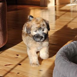Soft Coated Wheaten Terrier Puppies from Hardin Hills Wheatens