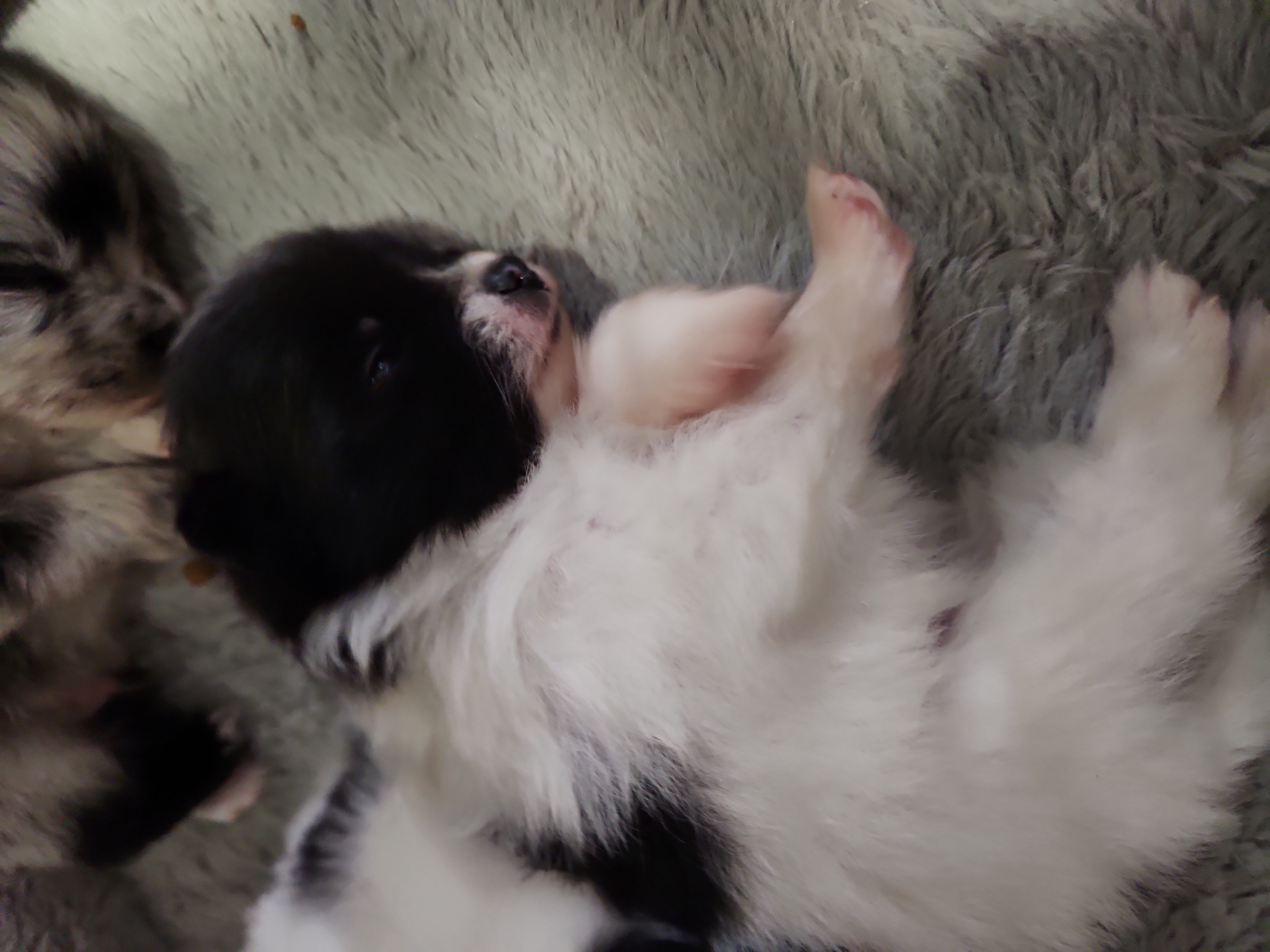 Pomeranian Puppies from Uniting Families Pomeranians