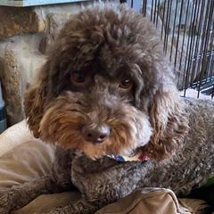 Murfy - Australian Labradoodle