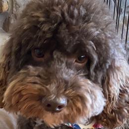 Murfy - Australian Labradoodle
