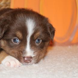 Ariel - Red tri female Miniature Australian Shepherd puppy in Grandfield, Oklahoma from Hunt Farms Australian Shepherds
