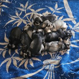 Female 4 - Salt and pepper female Miniature Schnauzer puppy in Chino, California from So Cal Schnauzer