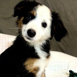 America - Black tri female Miniature Australian Shepherd puppy in Port Saint Lucie, Florida from Charlene Brannon's Mini Australian Shepherds